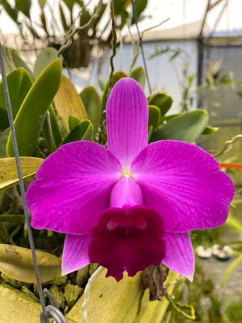 Laelia pumila x sib 'Spitskop'