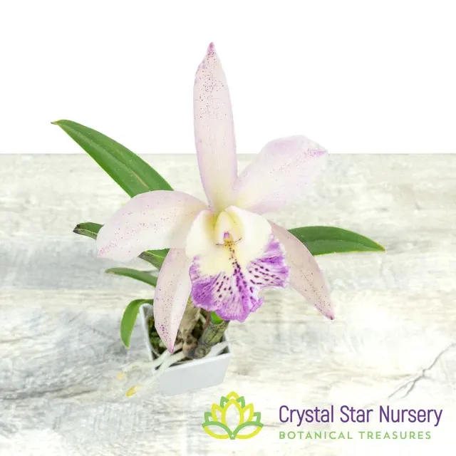 Brassocattleya Walter August X Cattleya Volcano Wonderland 'Pink Flare' (Brassocattleya)