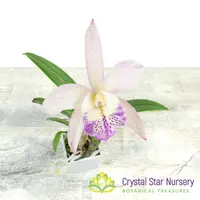 Bc Walter August 'Pink Flare' x Cattleya Volcano Wonderland 'Volcano Queen' (6819)