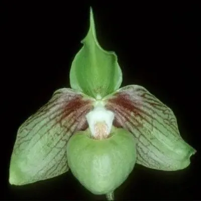Paphiopedilium jackii (Paphiopedilum)