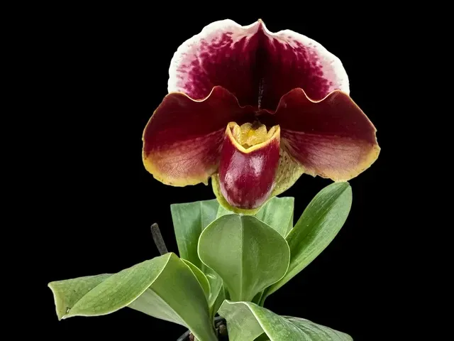 Paphiopedilum Frank Pearce AM/RHS X Paph. Prince Flag SM/JOGA 'Downland'