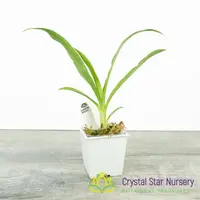 Clowesetum Penang Waltz (CY20)