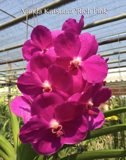 Vanda Katsuura
