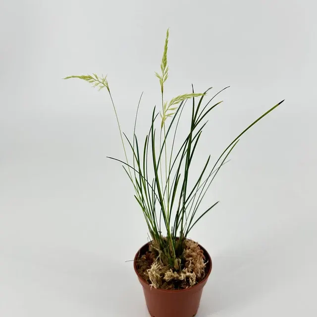 Dendrochilum warrenii (Dendrochilum)
