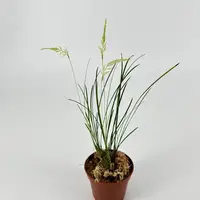 Dendrochilum warrenii — Blühfähige Pflanze