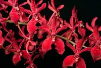 Renanstylis Bangkok Beauty 'Crownfox Scarlet Beauty' AM/AOS