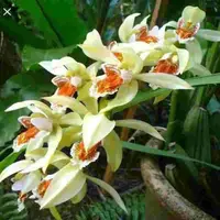 Coelogyne asperata sp.