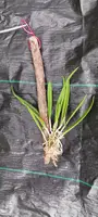 Cattleya Orchid Plant Mounted on Driftwood - Brassavola Little Stars - Blooming Size - Fragrant Hybrid