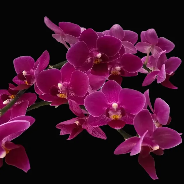 Phalaenopsis Kissy Lips