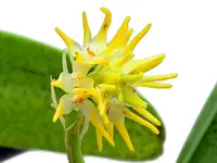 Bulbophyllum odoratissimum