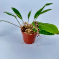 Acianthera pubescens — Blühfähige Pflanze