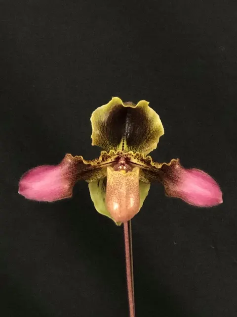 Paphiopedilum esquerolei species (Paphiopedilum)