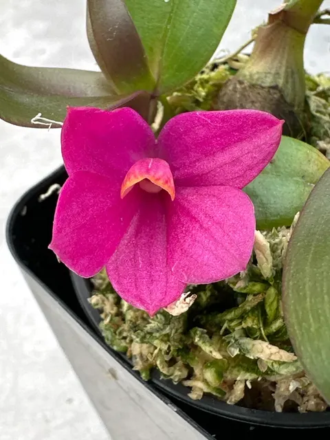 Dendrobium laevifolium (Dendrobium)