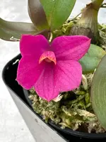 Dendrobium laevifolium