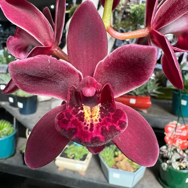 Cymbidium Ruby Eyes