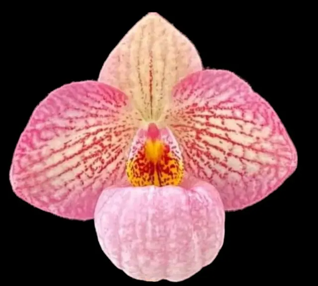 Paphiopedilum Misty Dell (delenatii Dunkel x Magic Lantern)
