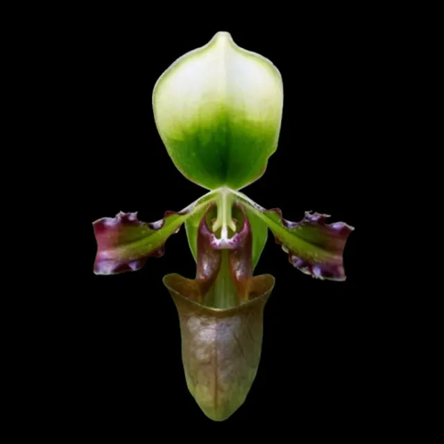 Paphiopedilum robinsonianum var. anitanum