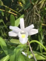 Dendrobium crumenatum, variegated
