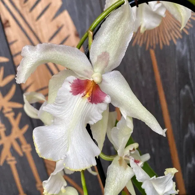 Aliceara Tahoma Glacier 'Green'