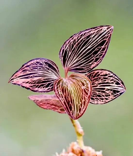 Anoectochilus reinwardtii 'Distinction' (Anoectochilus)