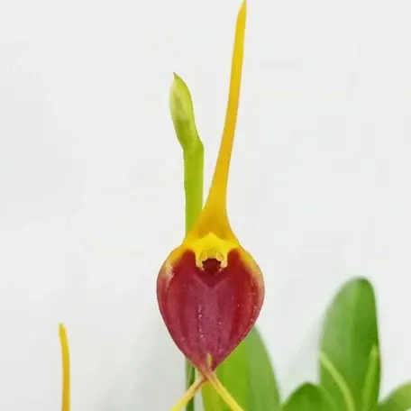 Masdevallia weberbaueri × impostor (Masdevallia)