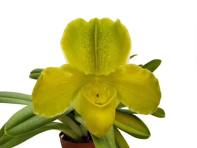 Paphiopedilum Cocoa Jollix Med (Paphiopedilum)