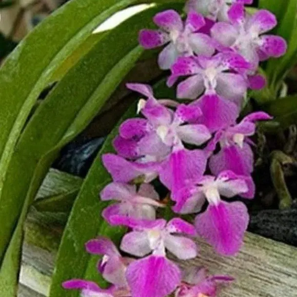 Aerides multiflora (Aerides)