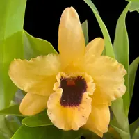 Dendrobium Tianmu Huangdi (4” pot)