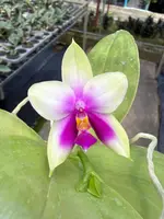Phalaenopsis bellina
