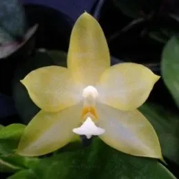 Phalaenopsis Yungho Gelb Canary X Phal.Frenchy's Plastic Yellow (Phalaenopsis)