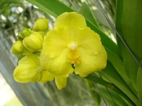 Ascocenda THAI LEMMON