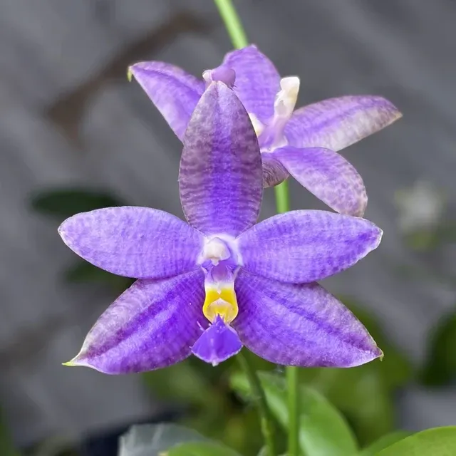 Phalaenopsis SWR GV × lueddemanniana f. coerulea