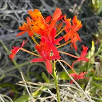 Epidendrum radicans