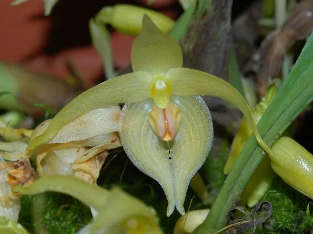 Bulbophyllum rugosum (Bulbophyllum)