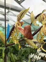 Paphiopedilum supardii