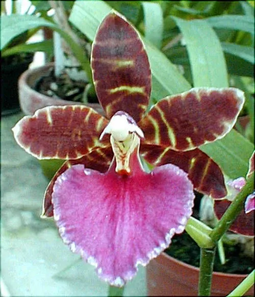Odontoglossum VIOLETTA VON HOLM