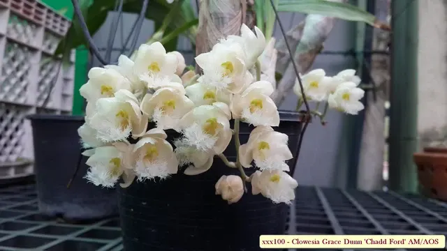 Clowesia Grace Dunn MERICLONE 'Chadd Ford'