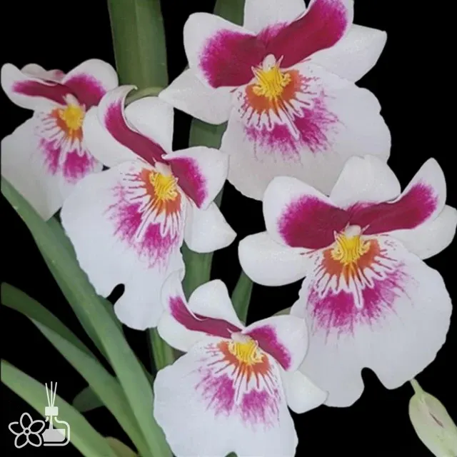 Miltoniopsis Lycaena