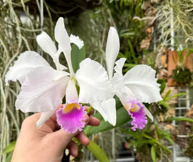 Cattleya labiata v coerulea