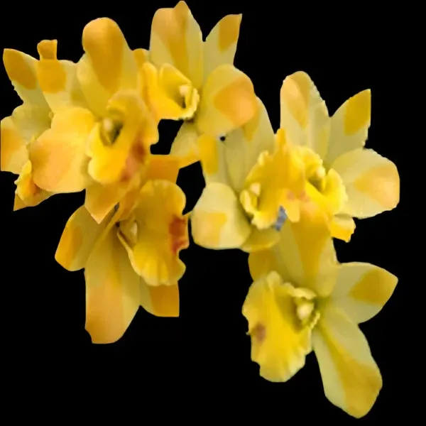 Cattleya Little Fairy
