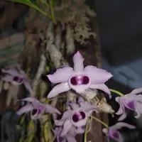 Dendrobium parishii fma. coerulea