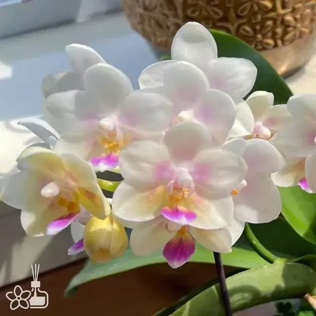 Phalaenopsis SWR Snowflake