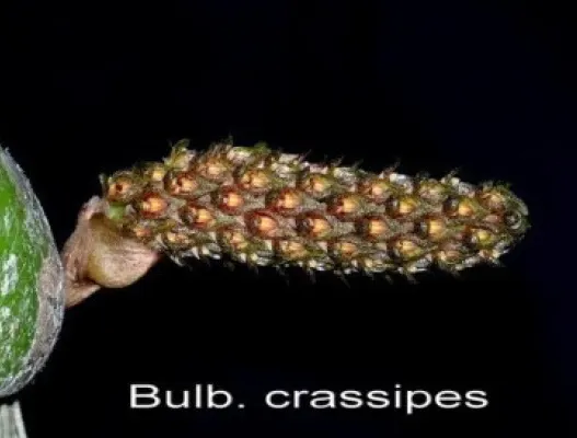 Bulbophyllum crassipes (Bulbophyllum)