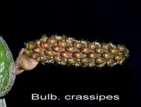 Bulb. crassipes (BUCP) ( - - Bulbophyllum ) Bulb.=Bulbophyllum