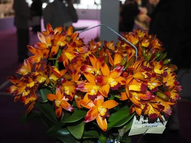 Cattlianthe Varut Startrack