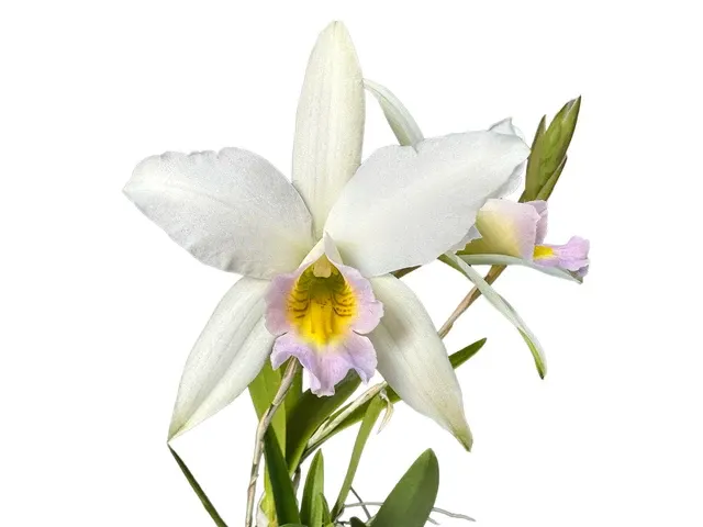 Laelia anceps f semialba 'Ileana' (Laelia)
