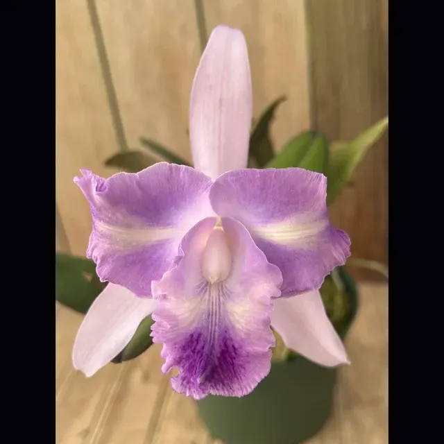 Cattleya Holdenii