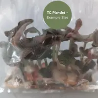 Anoectochillus roxburghii 'White Heart' (TC Plantlet) - Preorder