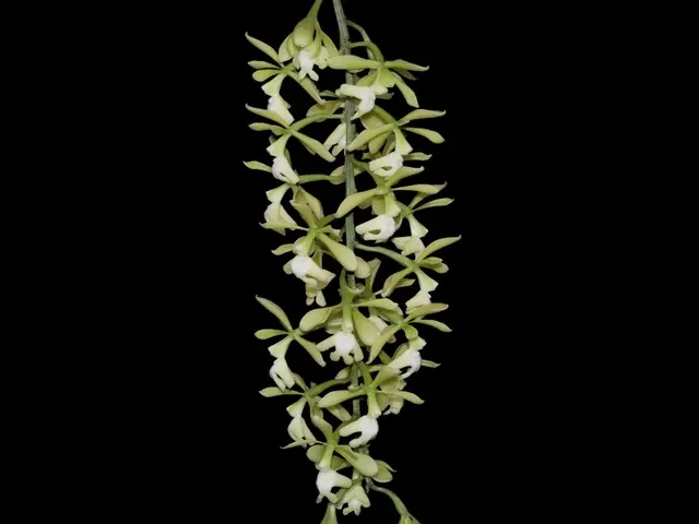 Epidendrum coronatum (Epidendrum)