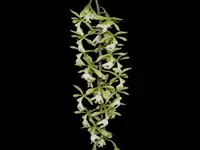 Epidendrum coronatum